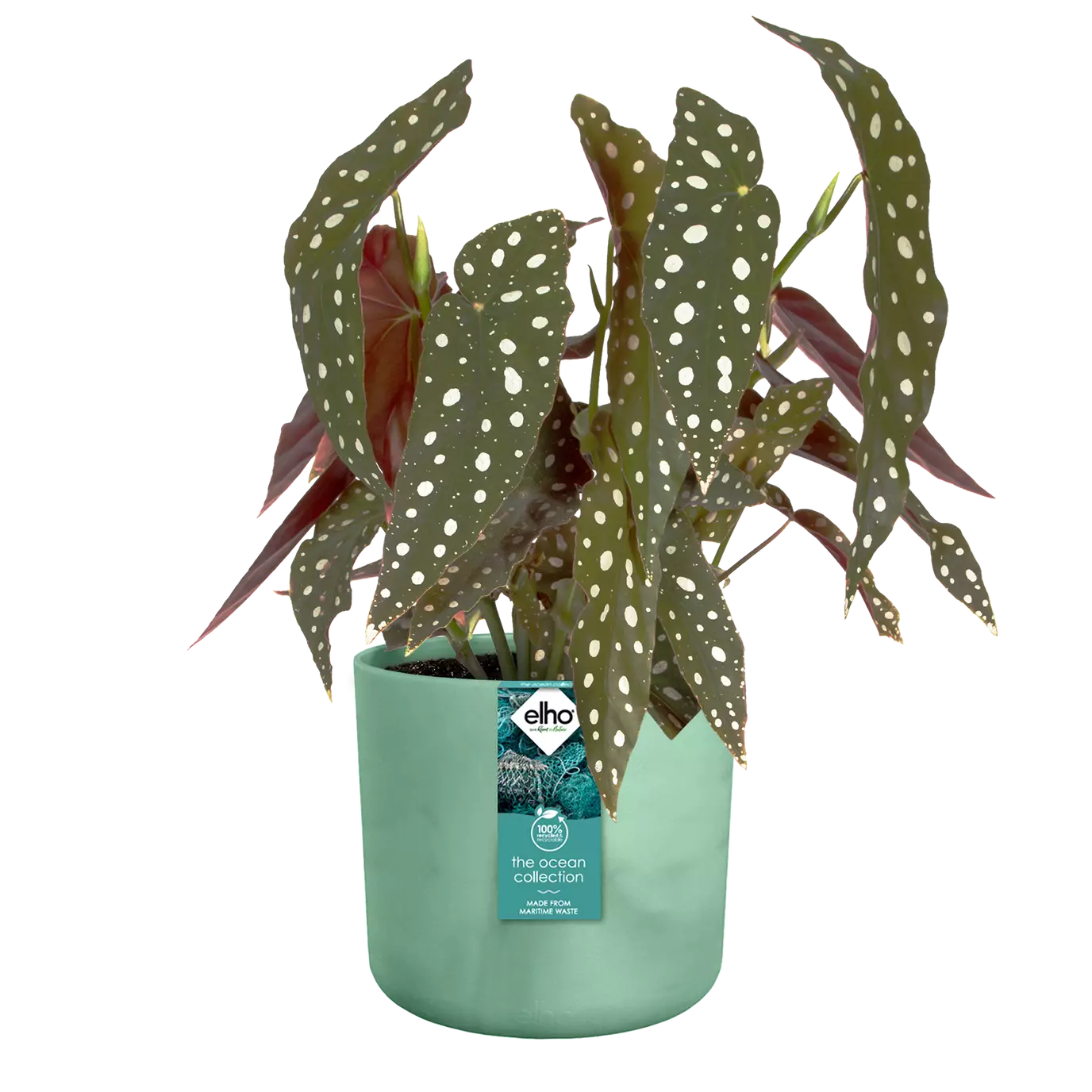 The_ocean_collection_pacific_green_begonia.c1.