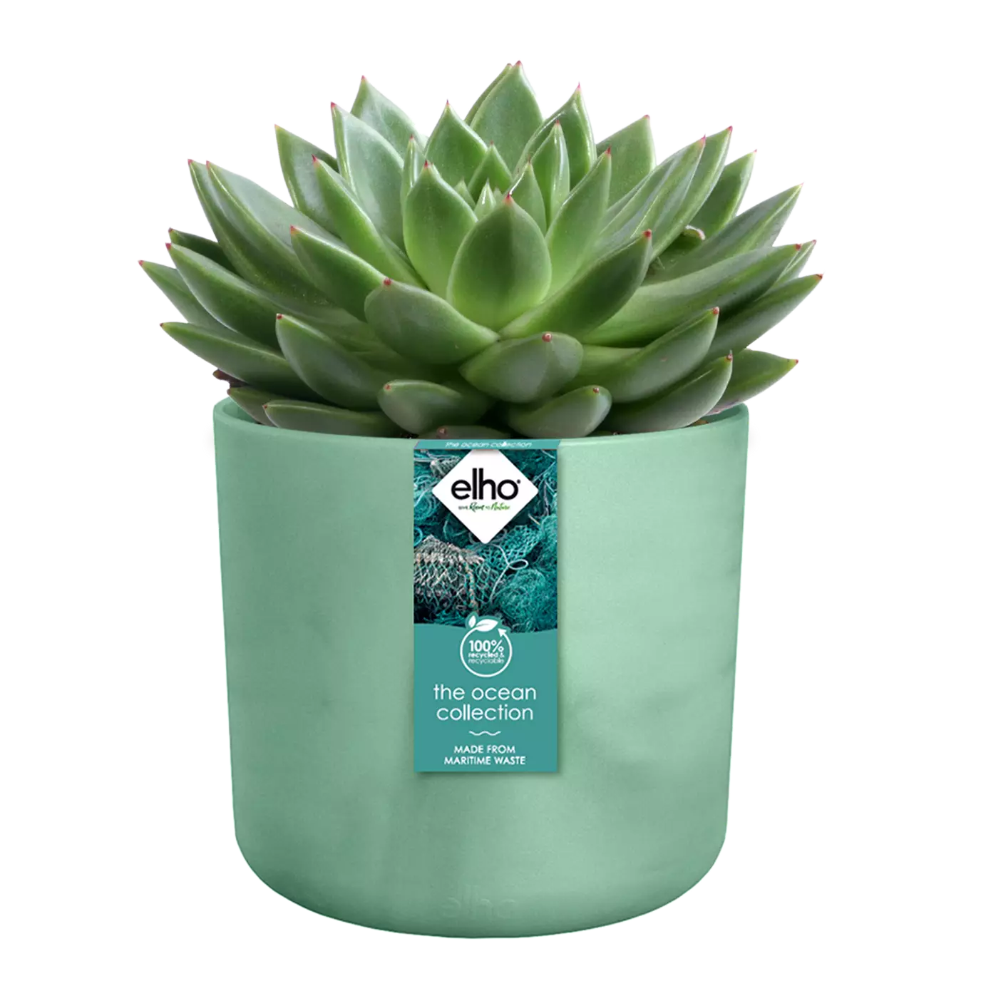 The_ocean_collection_pacific_green_succulent.c1.