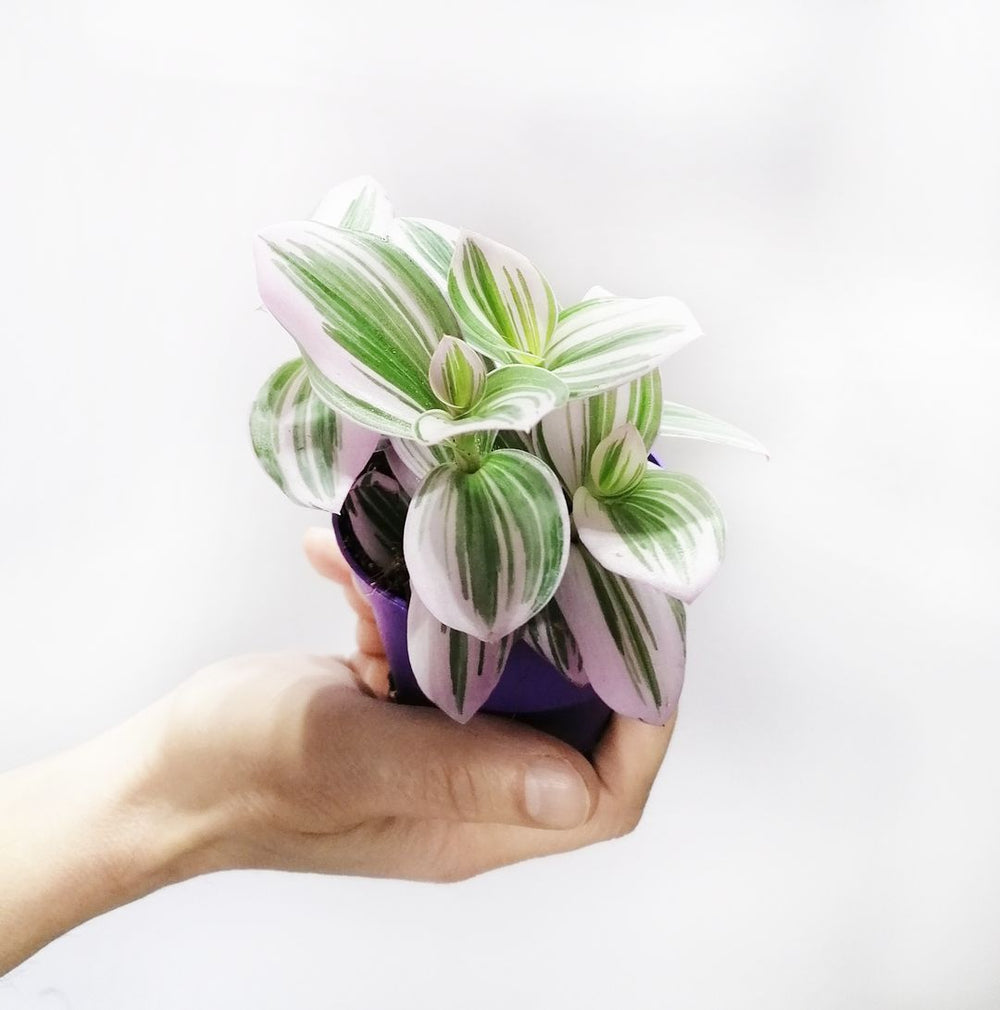 Tradescantia Albiflora Nanouk