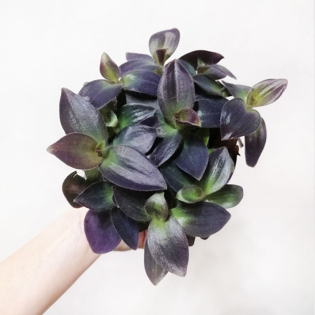 TradescantiaPallidaPurpleHeart-1