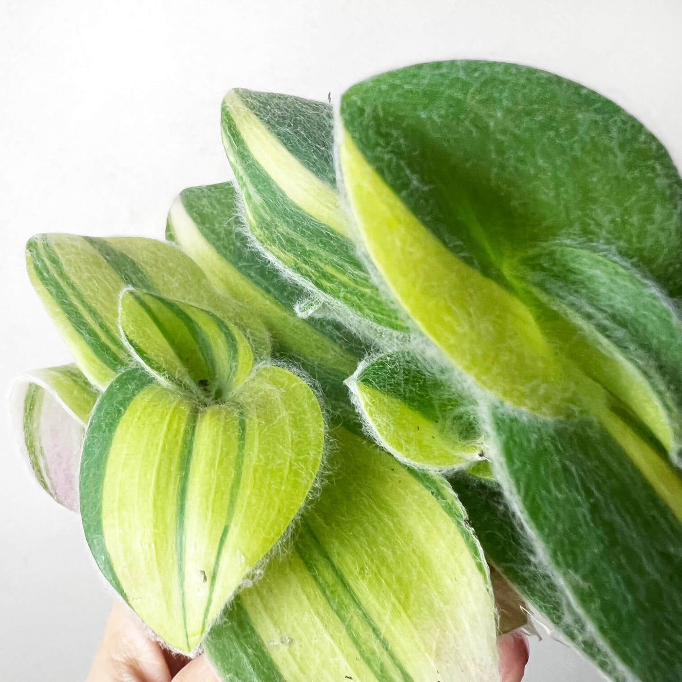 baby Tradescantia Sillamontana variegata