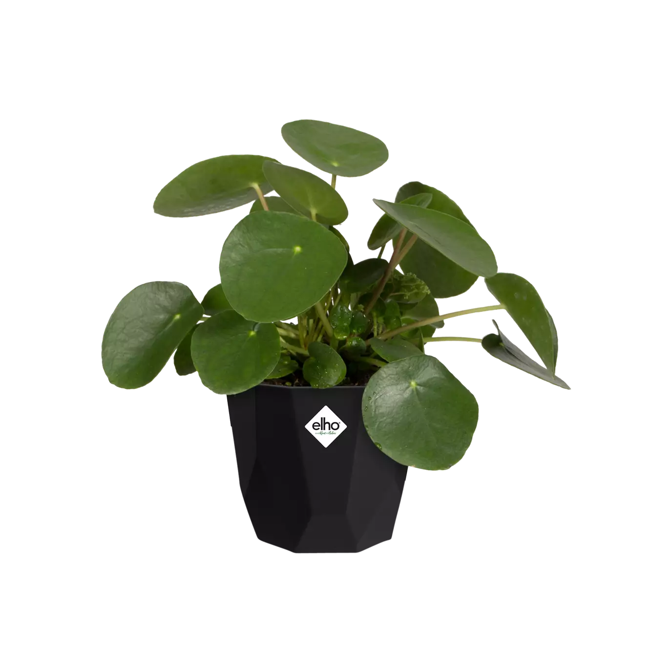 b.for_rock_living_black_Pilea_peperomioides.c1
