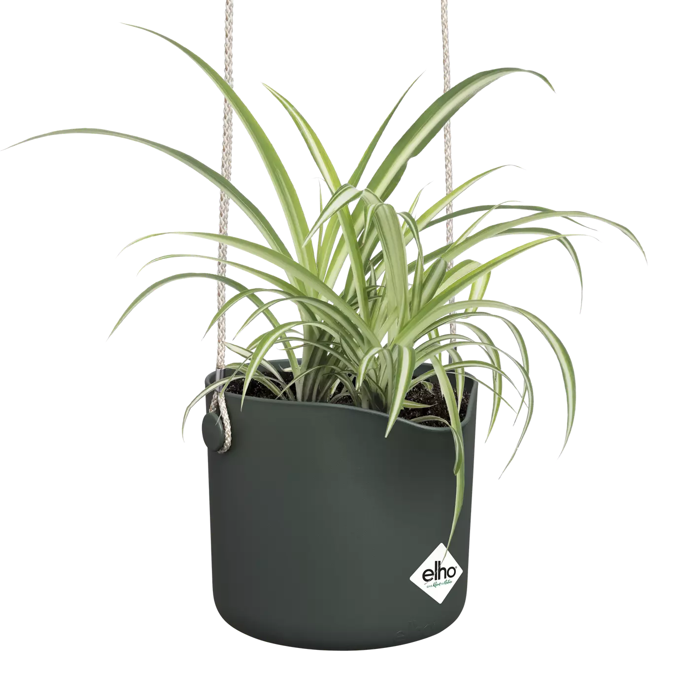 b.for_swing_leaf_green_chlorophytum.s1