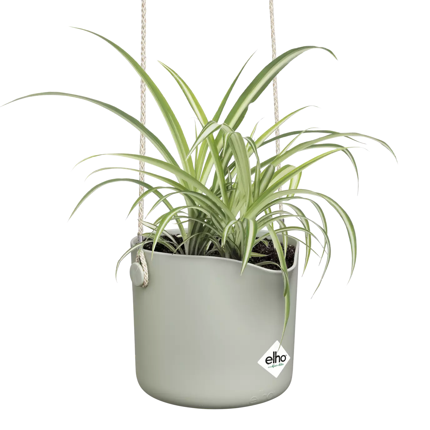 b.for_swing_stone_green__chlorophytum.s1