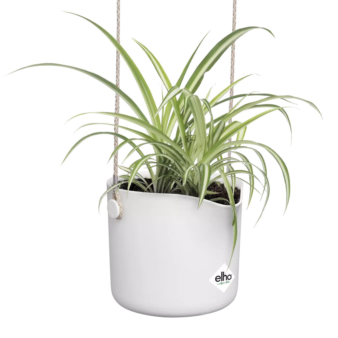 b.for_swing_white_chlorophytum.s2