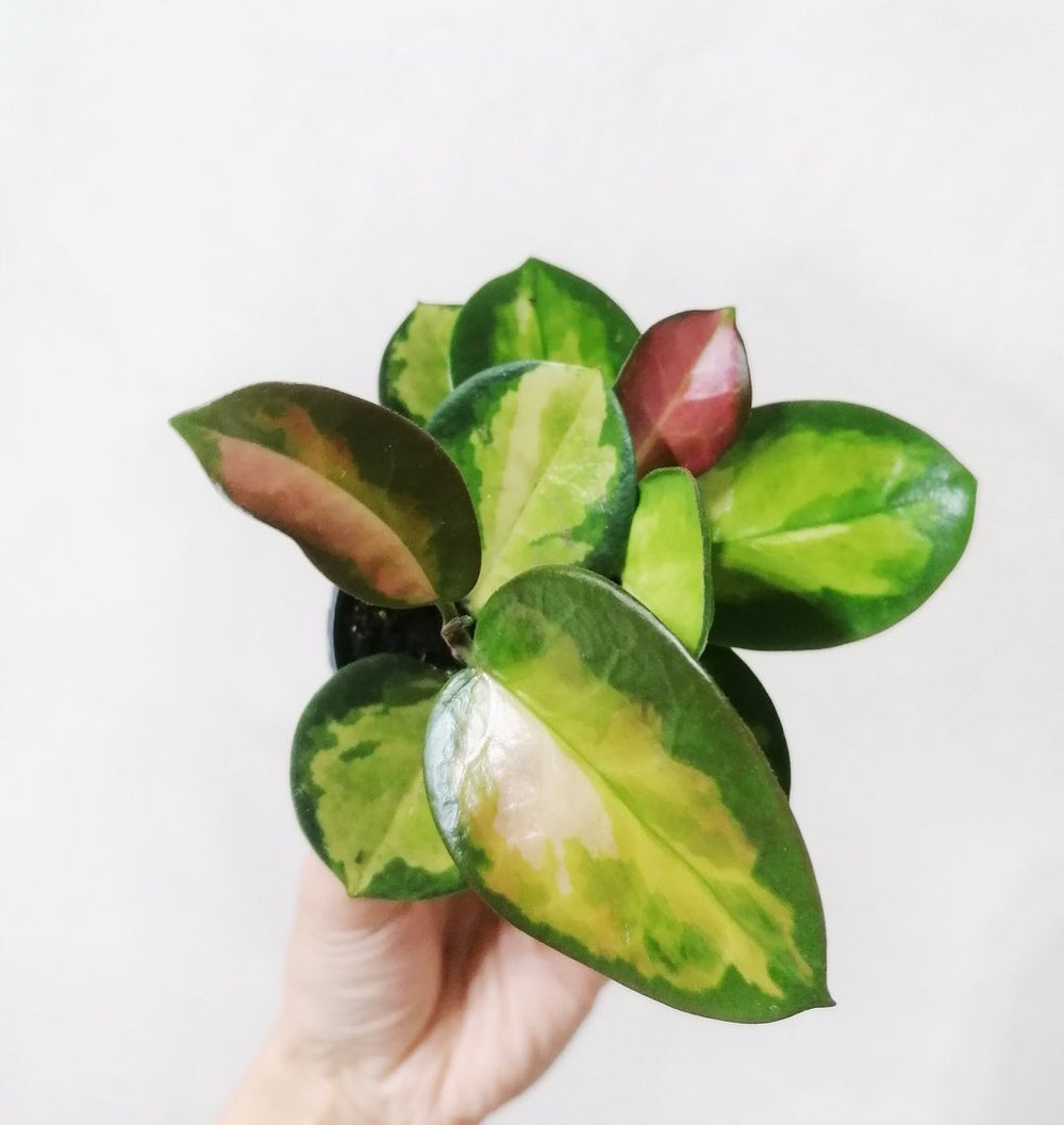 Baby Hoya australis ‘Lisa’