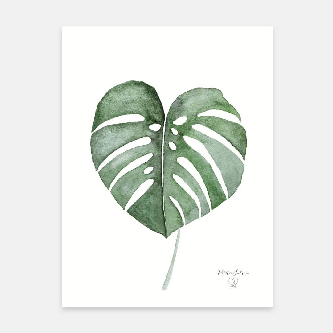 monstera