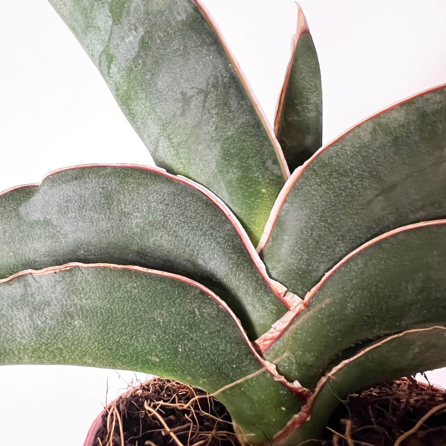 sansevieria_robusta_blu_12