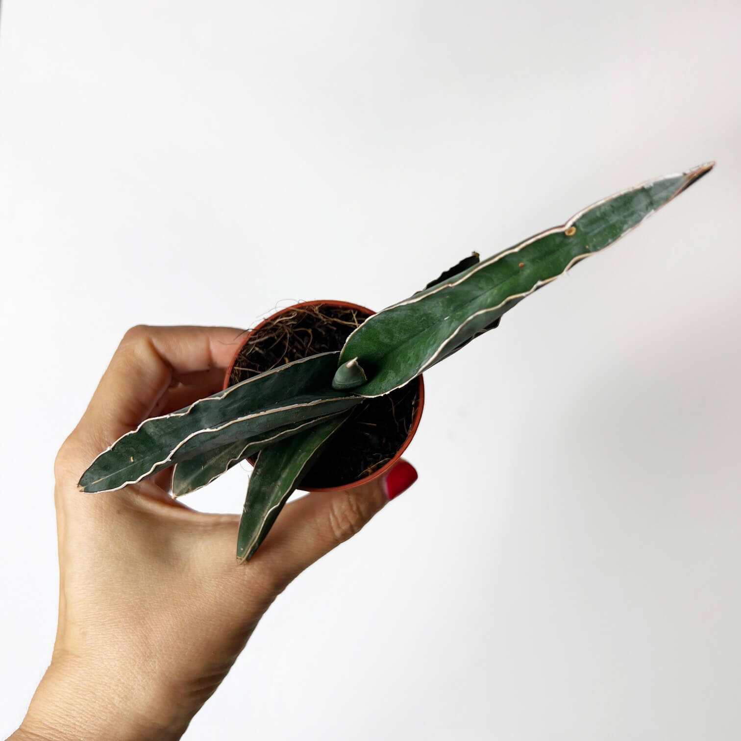 sansevieria_robusta_blu_15