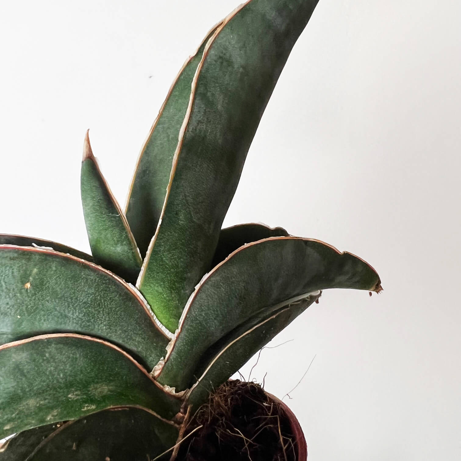 sansevieria_robusta_blu_18