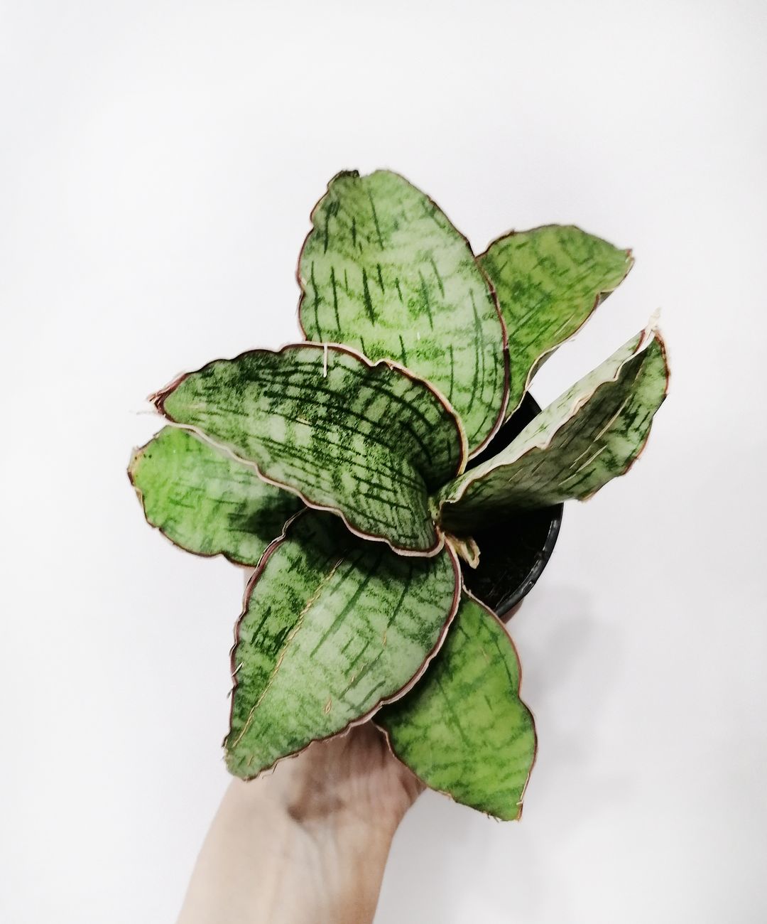 sansevieria_star_green_granite_1