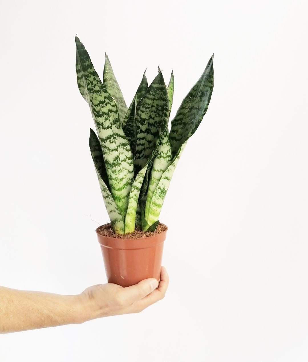 sansevieria_zeylanica_1