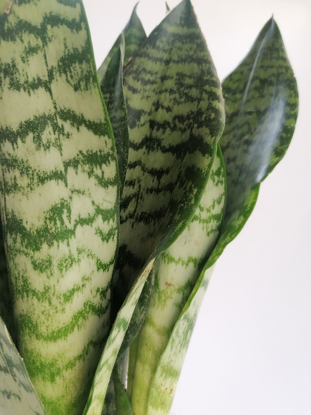 sansevieria_zeylanica_2